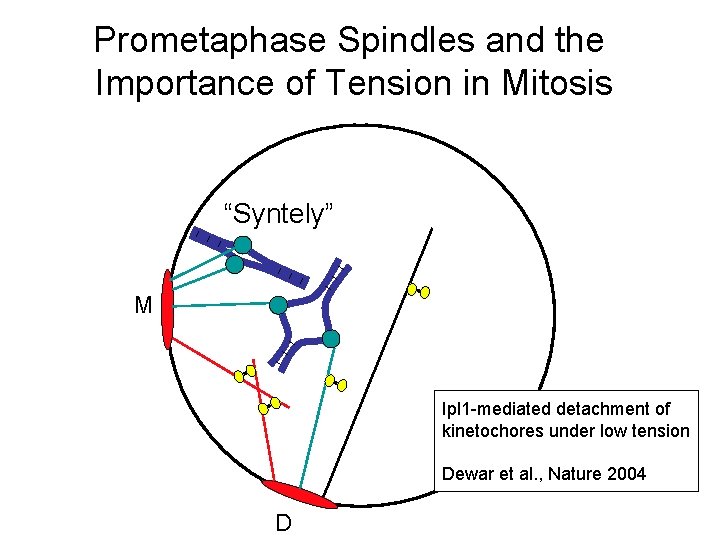 Prometaphase Spindles and the Importance of Tension in Mitosis “Syntely” M Ipl 1 -mediated