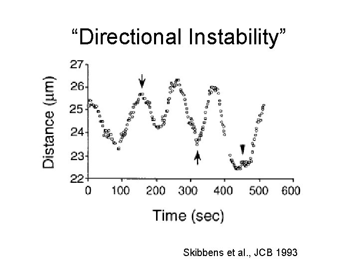 “Directional Instability” Skibbens et al. , JCB 1993 