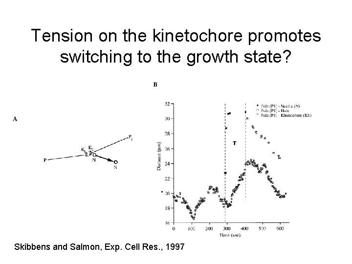 Tension on the kinetochore promotes switching to the growth state? Skibbens and Salmon, Exp.