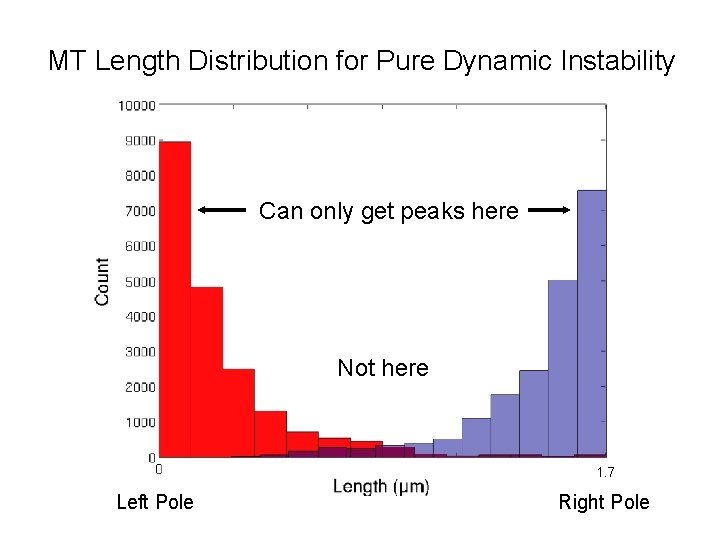 MT Length Distribution for Pure Dynamic Instability Can only get peaks here Not here