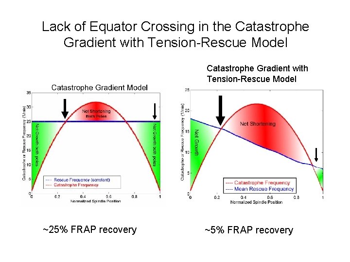 Lack of Equator Crossing in the Catastrophe Gradient with Tension-Rescue Model ~25% FRAP recovery