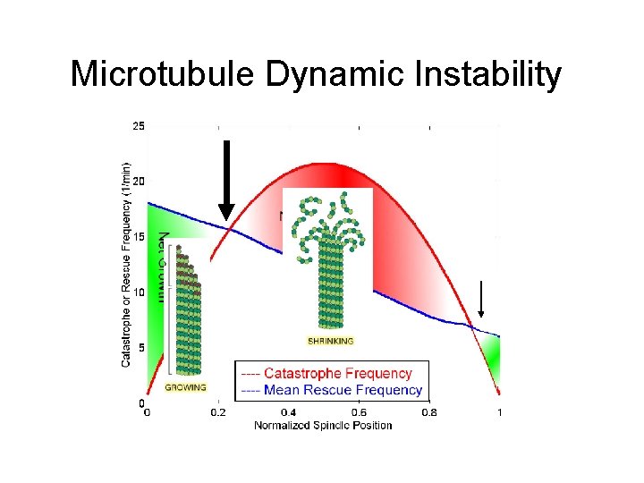 Microtubule Dynamic Instability 