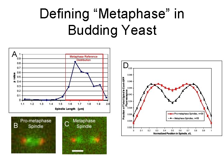 Defining “Metaphase” in Budding Yeast 