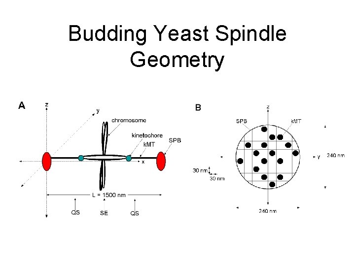 Budding Yeast Spindle Geometry 