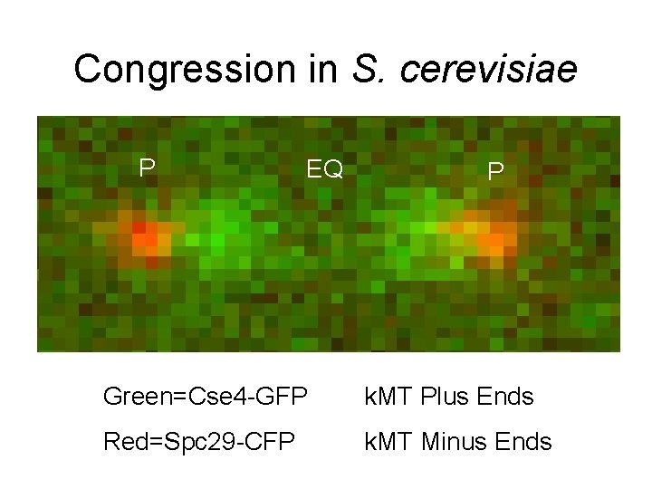 Congression in S. cerevisiae P EQ P Green=Cse 4 -GFP k. MT Plus Ends