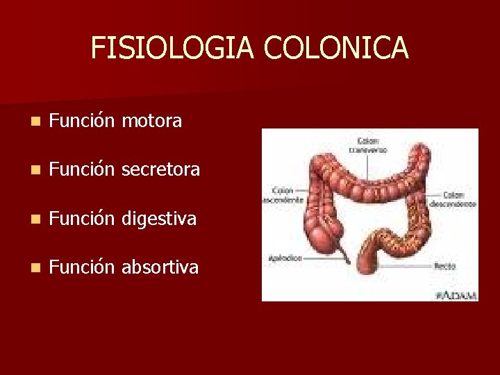 FISIOLOGIA COLONICA n Función motora n Función secretora n Función digestiva n Función absortiva