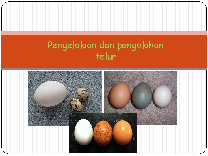 Pengelolaan dan pengolahan telur 