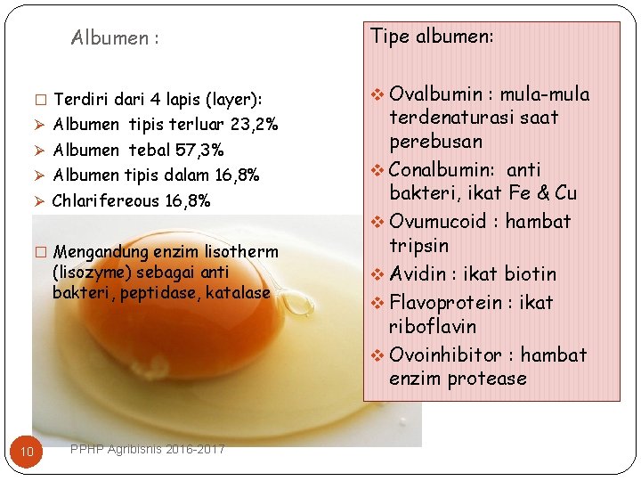 Albumen : � Terdiri dari 4 lapis (layer): Ø Albumen tipis terluar 23, 2%