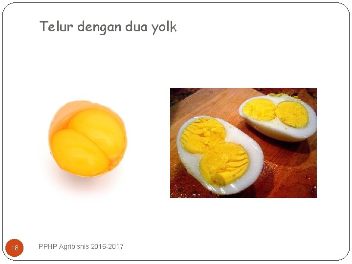 Telur dengan dua yolk 18 PPHP Agribisnis 2016 -2017 