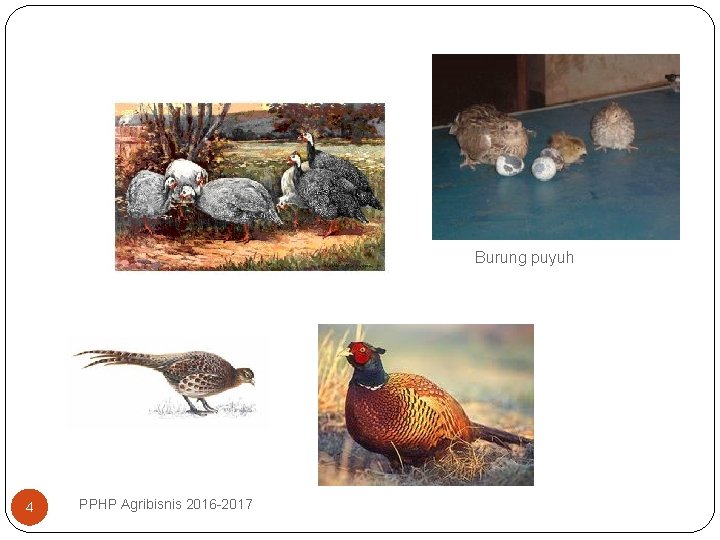 Burung puyuh 4 PPHP Agribisnis 2016 -2017 
