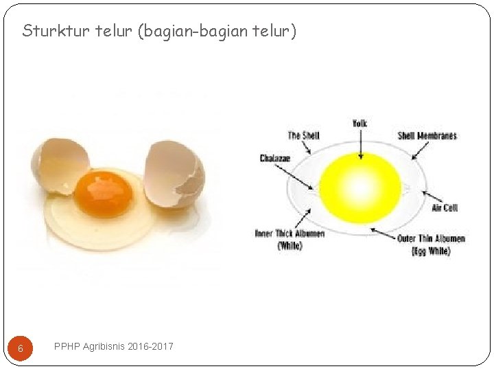 Sturktur telur (bagian-bagian telur) 6 PPHP Agribisnis 2016 -2017 