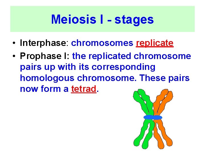 Meiosis I - stages • Interphase: chromosomes replicate • Prophase I: the replicated chromosome