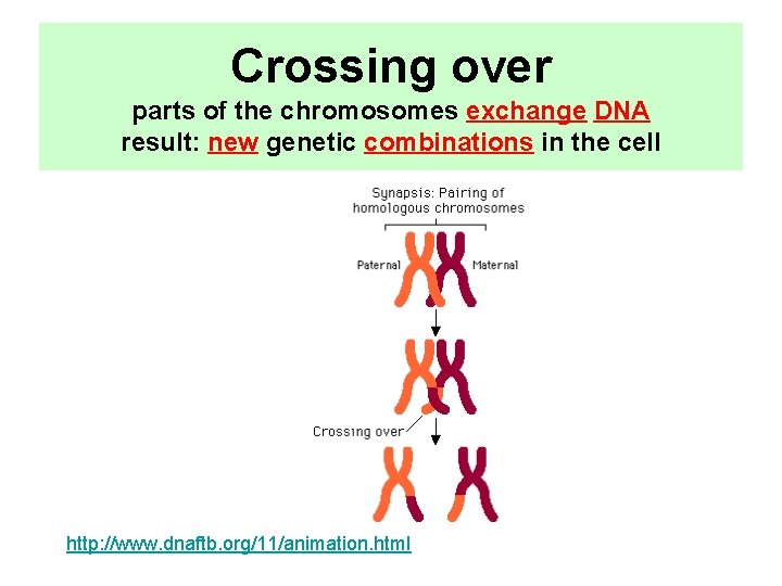 Crossing over parts of the chromosomes exchange DNA result: new genetic combinations in the