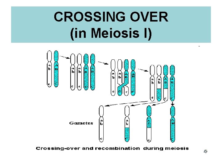 CROSSING OVER (in Meiosis I) 