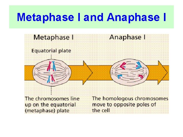 Metaphase I and Anaphase I 