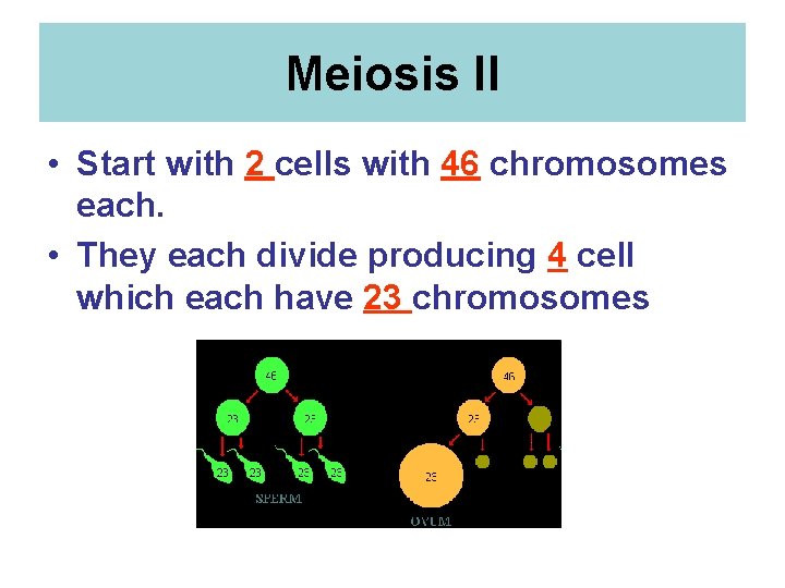 Meiosis II • Start with 2 cells with 46 chromosomes each. • They each