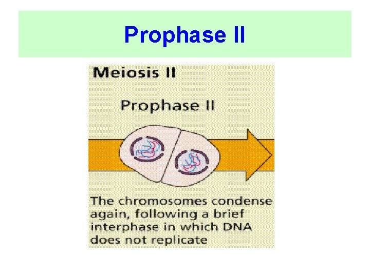 Prophase II 