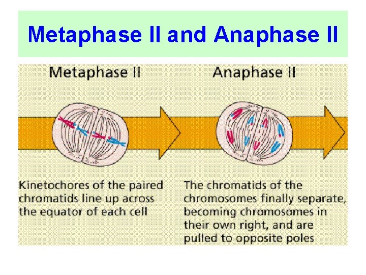 Metaphase II and Anaphase II 