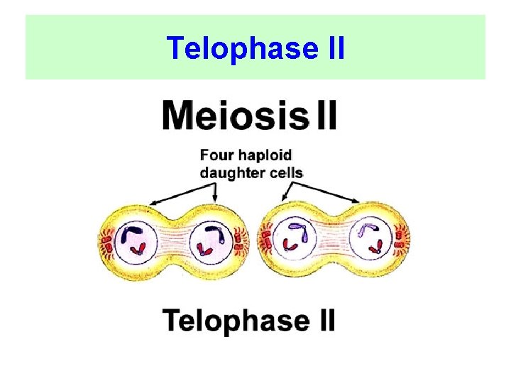 Telophase II 