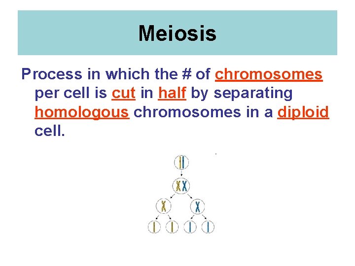 Meiosis Process in which the # of chromosomes per cell is cut in half