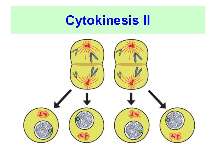 Cytokinesis II 