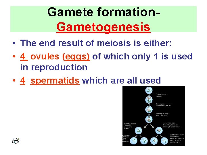 Gamete formation. Gametogenesis • The end result of meiosis is either: • 4 ovules