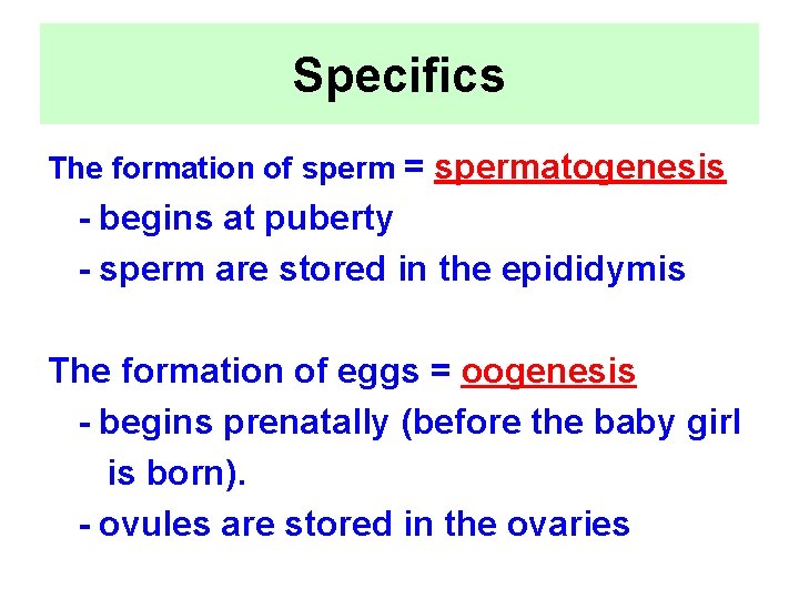 Specifics The formation of sperm = spermatogenesis - begins at puberty - sperm are