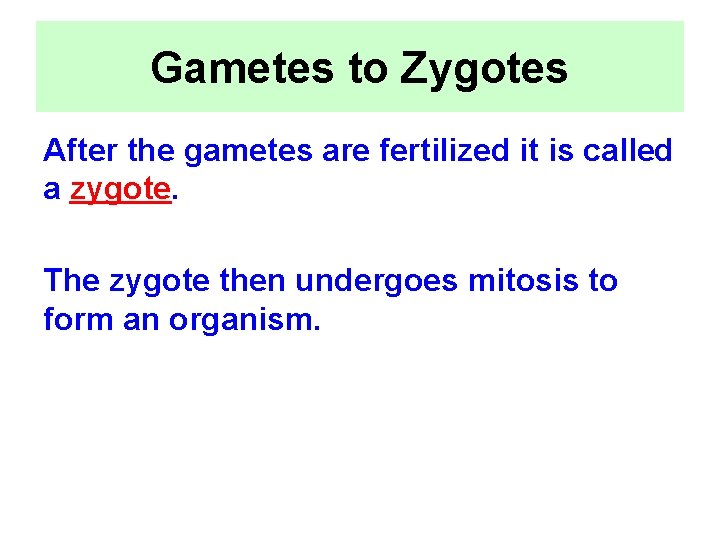 Gametes to Zygotes After the gametes are fertilized it is called a zygote. The