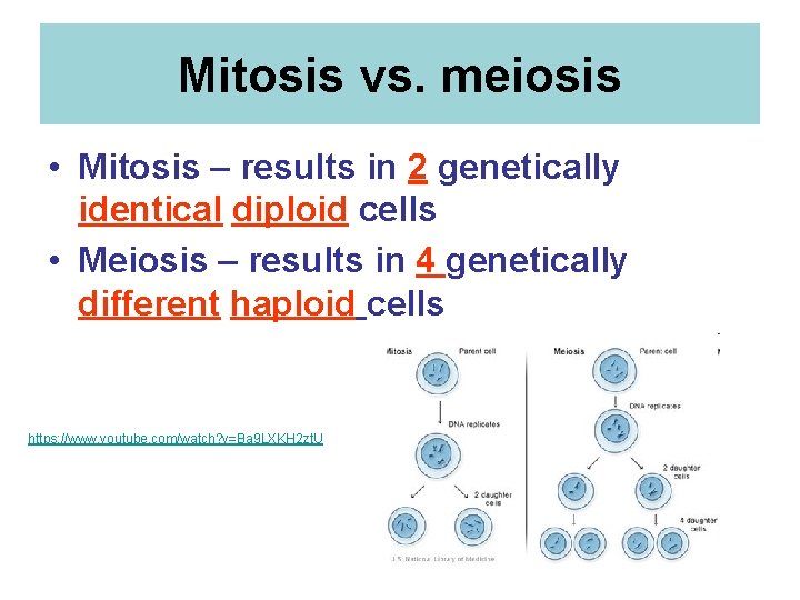 Mitosis vs. meiosis • Mitosis – results in 2 genetically identical diploid cells •