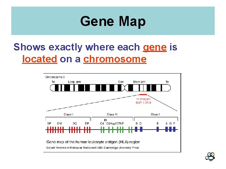 Gene Map Shows exactly where each gene is located on a chromosome Gene Map Shows exactly where each gene is located on a chromosome