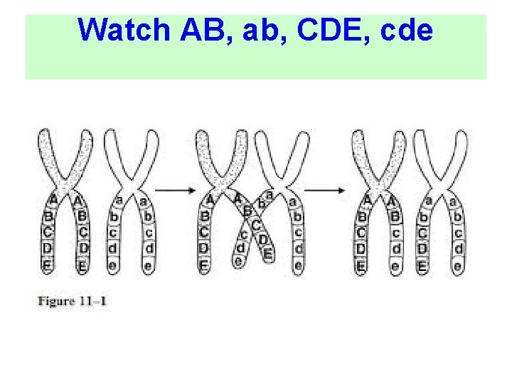Watch AB, ab, CDE, cde Watch AB, ab, CDE, cde