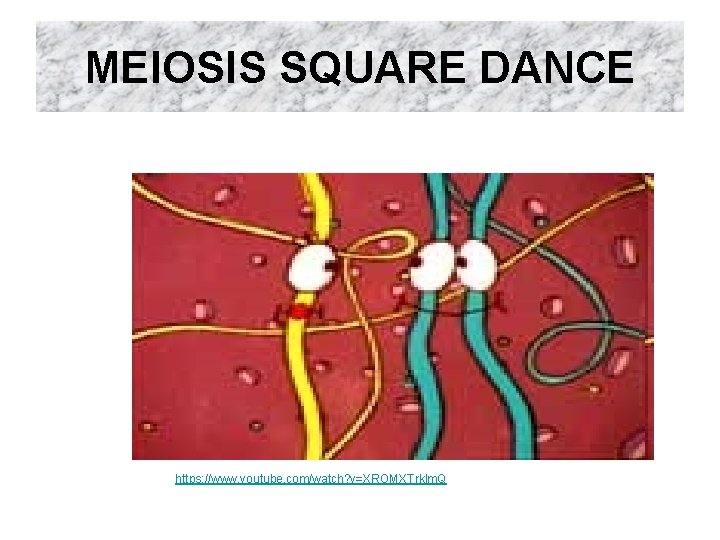 MEIOSIS SQUARE DANCE https: //www. youtube. com/watch? v=XROMXTrklm. Q 