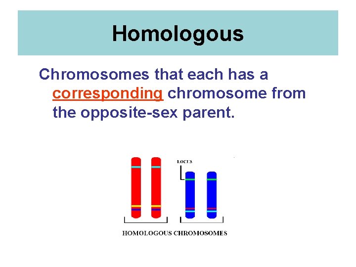 Homologous Chromosomes that each has a corresponding chromosome from the opposite-sex parent. 