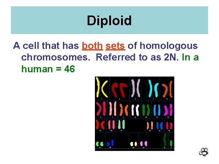 Diploid A cell that has both sets of homologous chromosomes. Referred to as 2 Diploid A cell that has both sets of homologous chromosomes. Referred to as 2