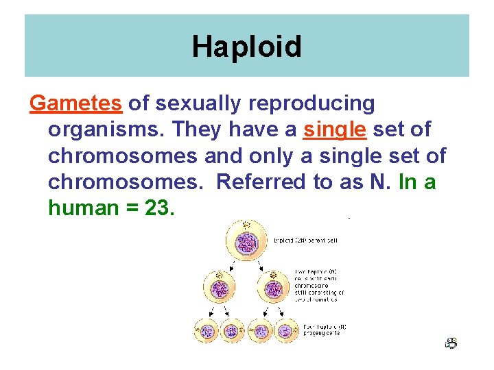 Haploid Gametes of sexually reproducing organisms. They have a single set of chromosomes and