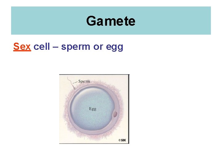 Gamete Sex cell – sperm or egg 