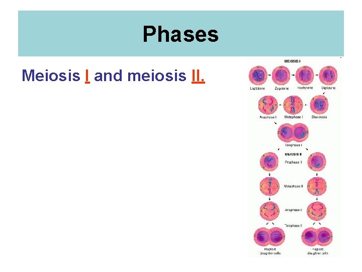 Phases Meiosis I and meiosis II. Phases Meiosis I and meiosis II.