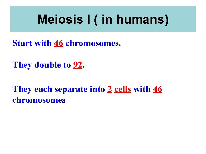 Meiosis I ( in humans) Start with 46 chromosomes. They double to 92. They