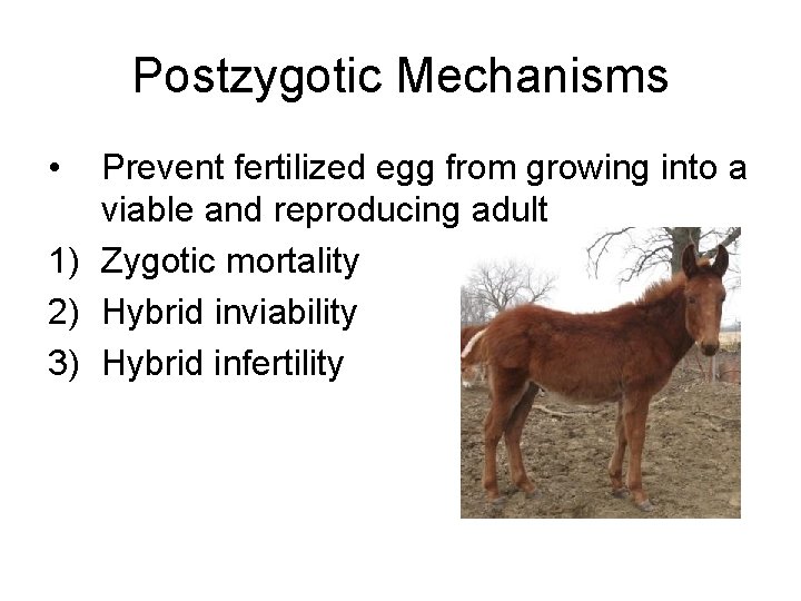 Postzygotic Mechanisms • Prevent fertilized egg from growing into a viable and reproducing adult