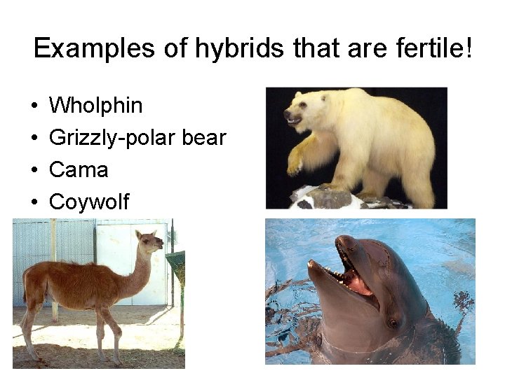 Examples of hybrids that are fertile! • • Wholphin Grizzly-polar bear Cama Coywolf 