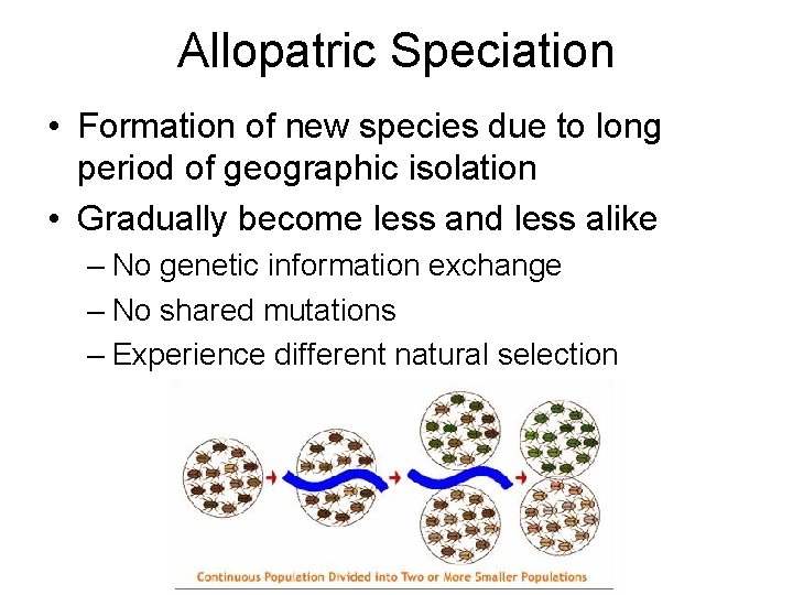 Allopatric Speciation • Formation of new species due to long period of geographic isolation