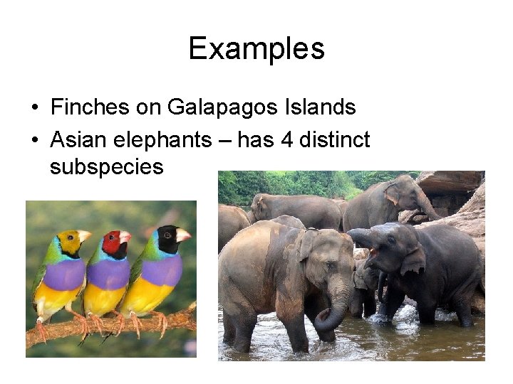 Examples • Finches on Galapagos Islands • Asian elephants – has 4 distinct subspecies