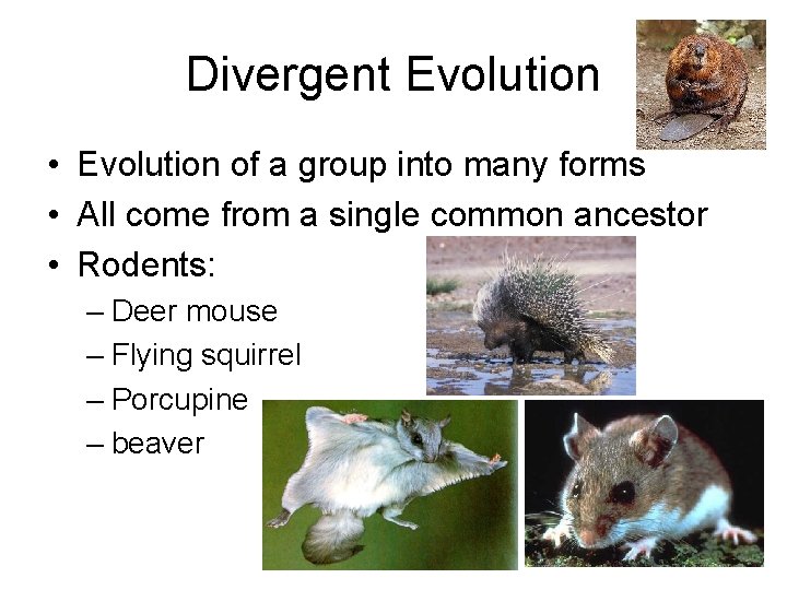 Divergent Evolution • Evolution of a group into many forms • All come from