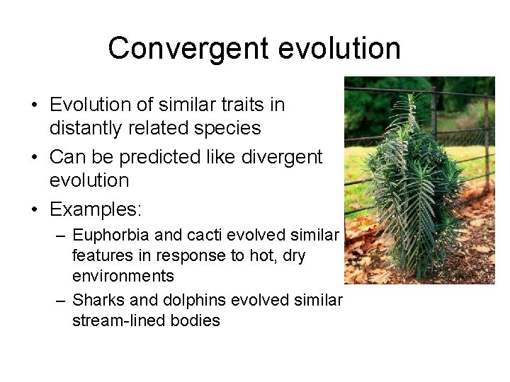 Convergent evolution • Evolution of similar traits in distantly related species • Can be