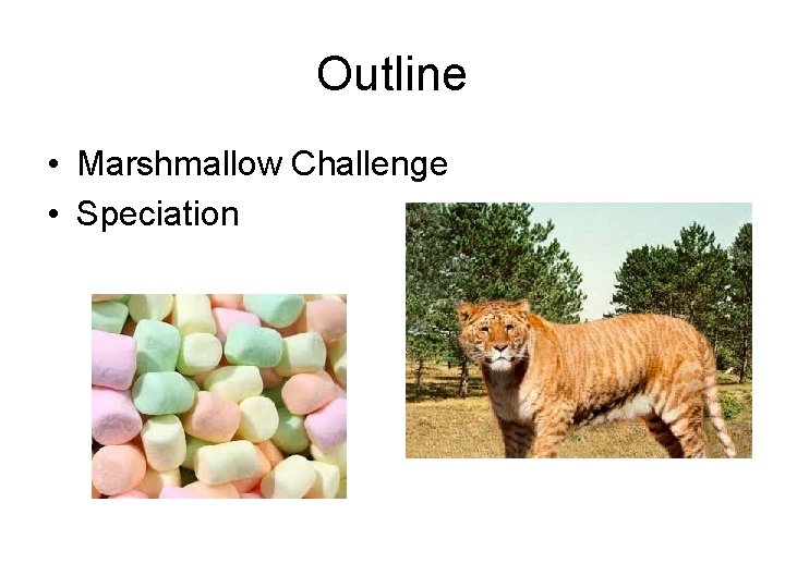 Outline • Marshmallow Challenge • Speciation 