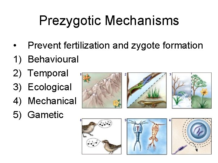 Prezygotic Mechanisms • 1) 2) 3) 4) 5) Prevent fertilization and zygote formation Behavioural