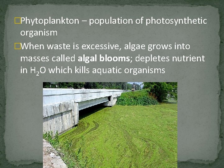 �Phytoplankton – population of photosynthetic organism �When waste is excessive, algae grows into masses