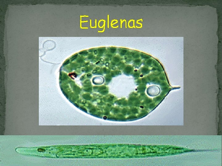 Euglenas 
