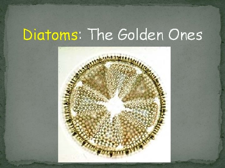Diatoms: The Golden Ones 
