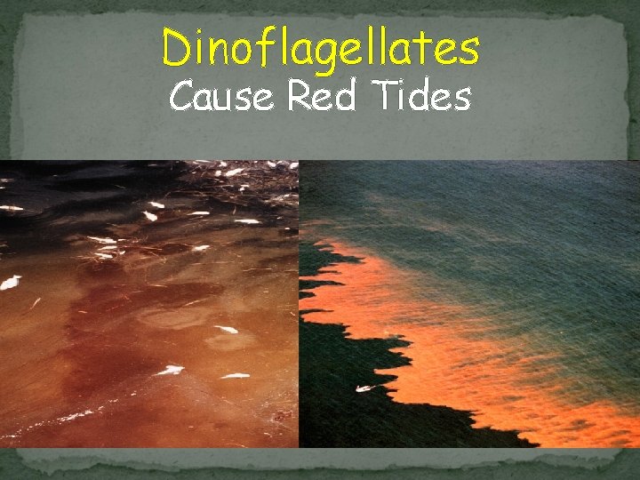 Dinoflagellates Cause Red Tides 